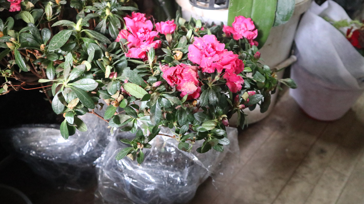 杜鹃花虫害及预防和治疗办法