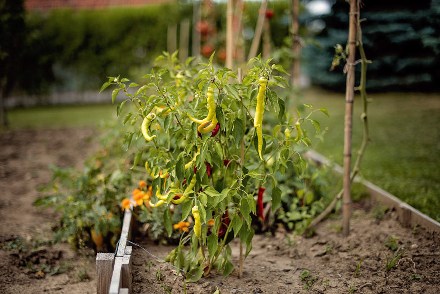 辣椒水可以杀虫吗