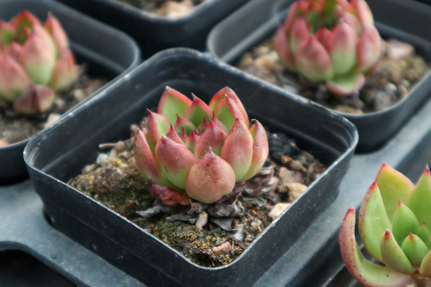 多肉爬满蚧壳虫？用这7种办法，3天就能一扫而光！