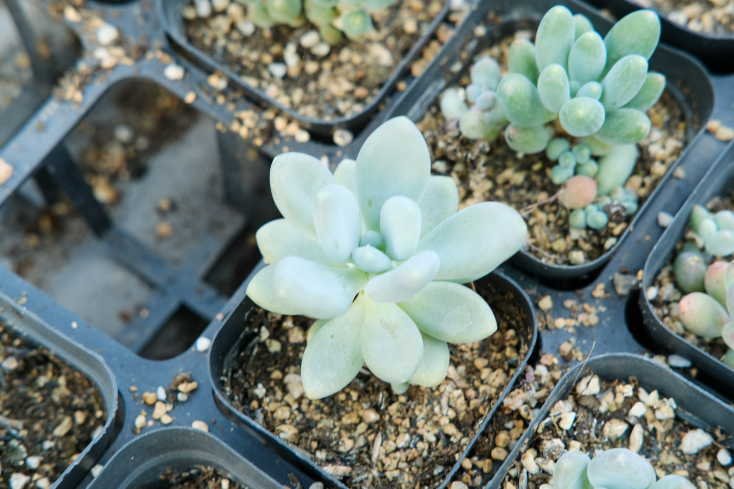 多肉爬满蚧壳虫？用这7种办法，3天就能一扫而光！