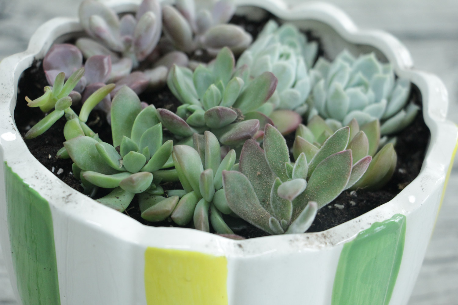 多肉爬满蚧壳虫？用这7种办法，3天就能一扫而光！