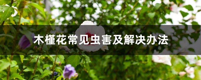 木槿花常见虫害及处理办法
