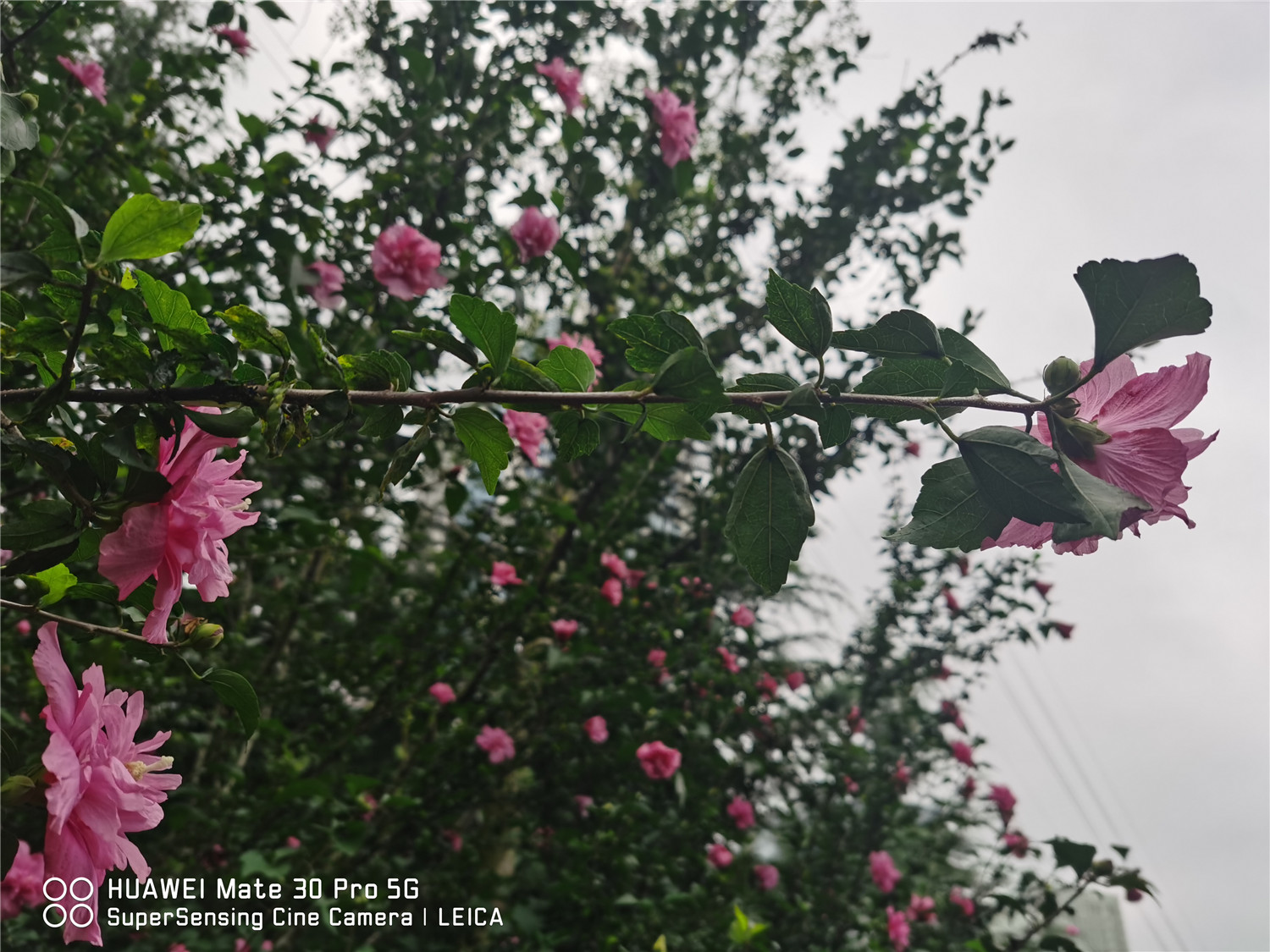 木槿 木槿花常见虫害及处理办法