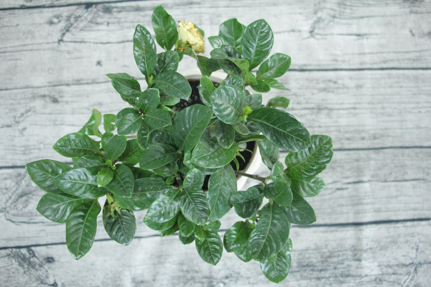 栀子花长腻虫如何办