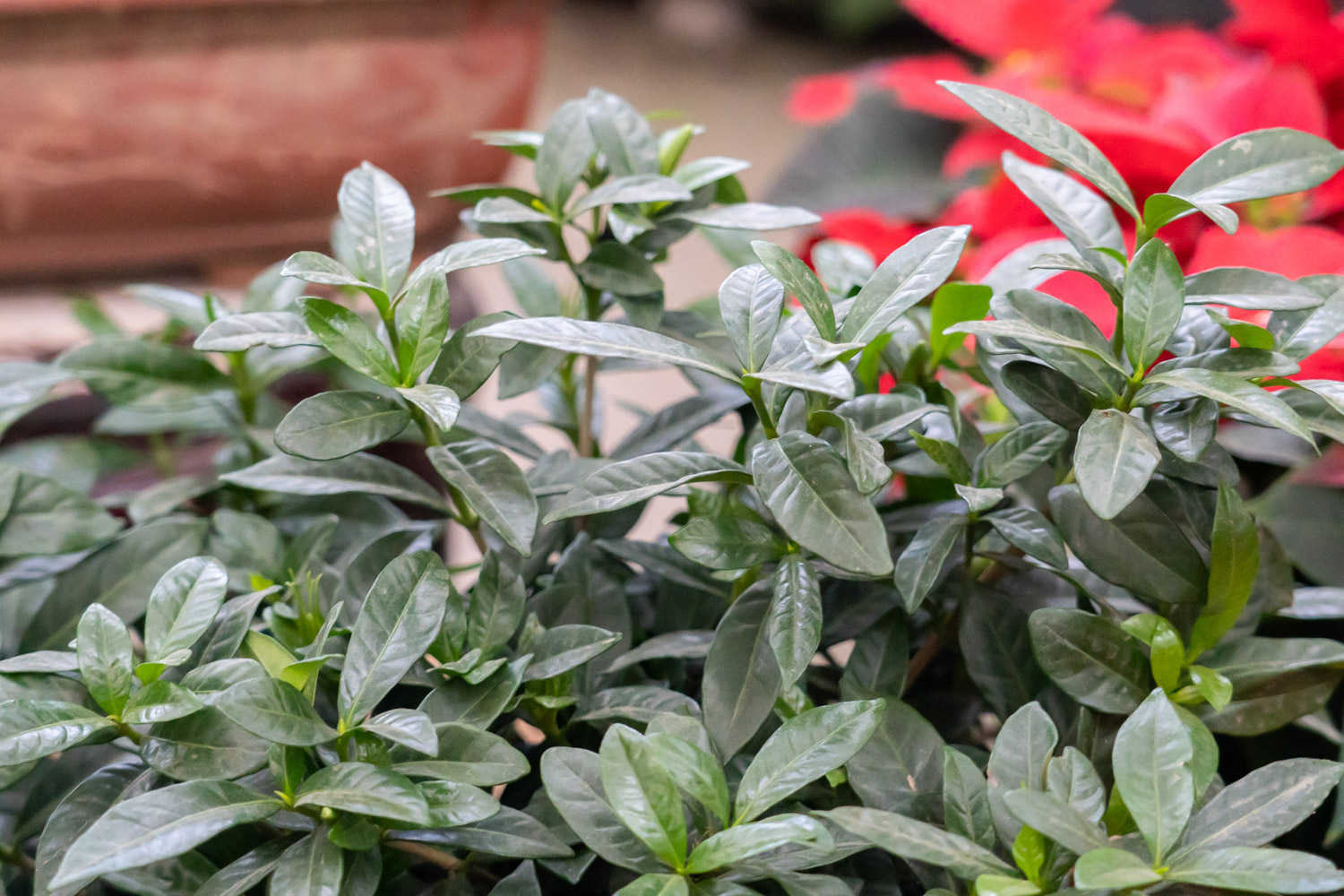 栀子花长白粉虱如何办