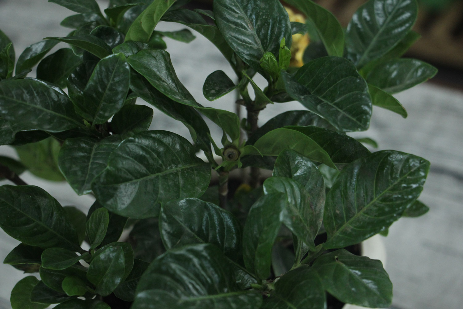 栀子花长红蜘蛛如何办