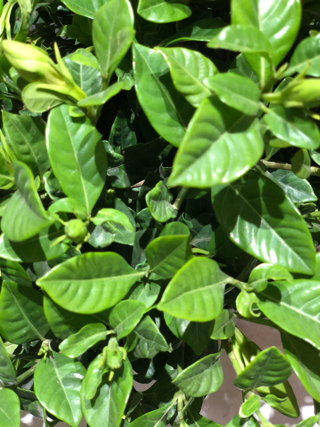 栀子花长红蜘蛛如何办