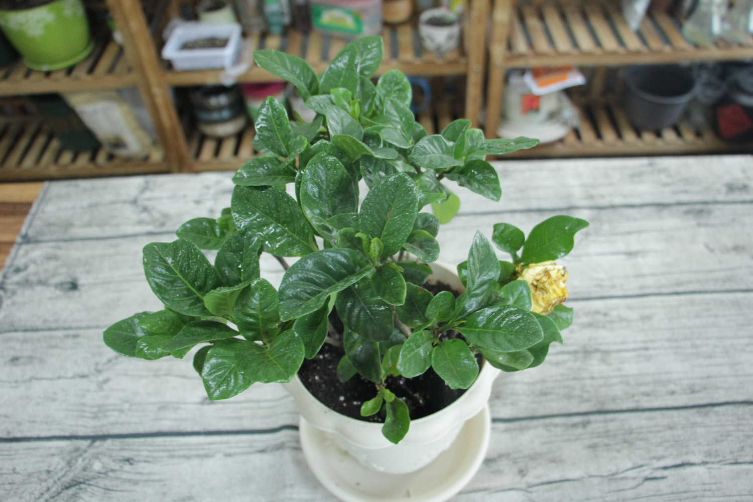 栀子花长蚧壳虫如何办