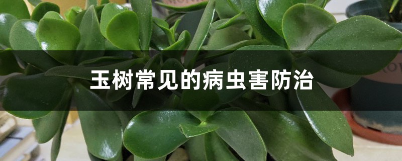 玉树常见的病虫害预防和治疗