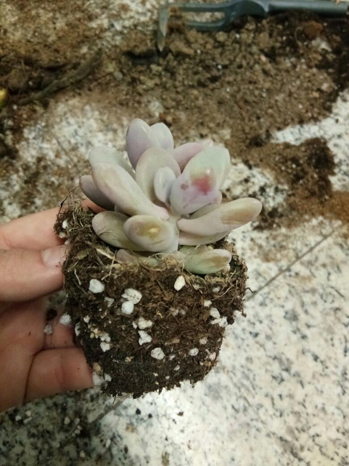 多肉 4月养多肉,比蚧壳虫更可怕的,竟然是它们!