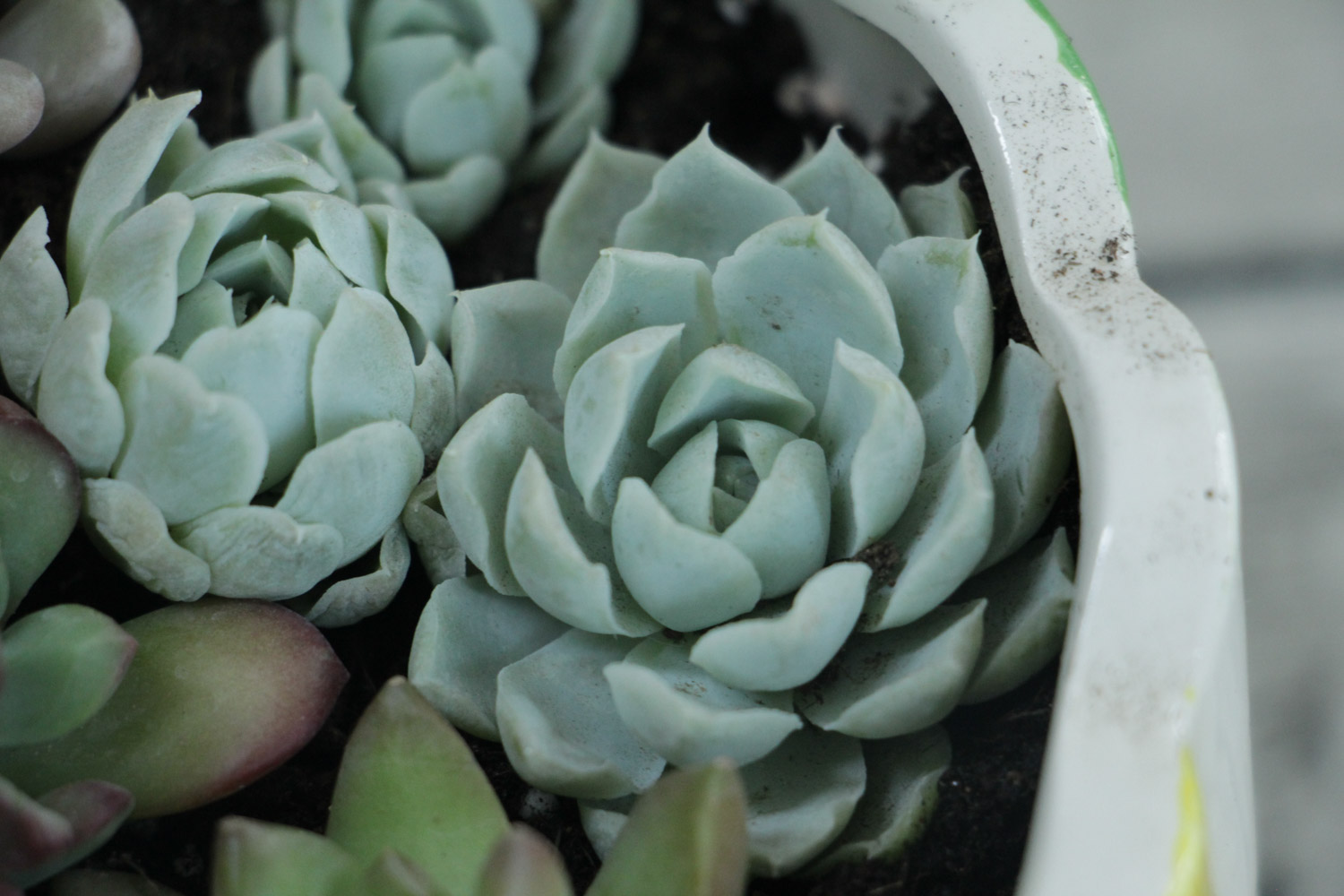 多肉 4月养多肉,比蚧壳虫更可怕的,竟然是它们!