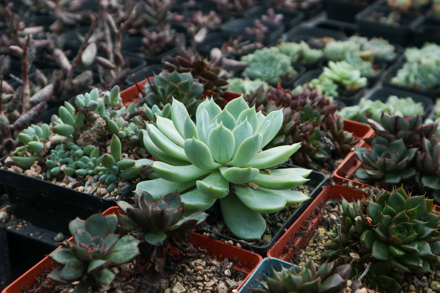 多肉 4月养多肉,比蚧壳虫更可怕的,竟然是它们!