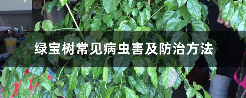 绿宝树常见病虫害及预防和治疗办法