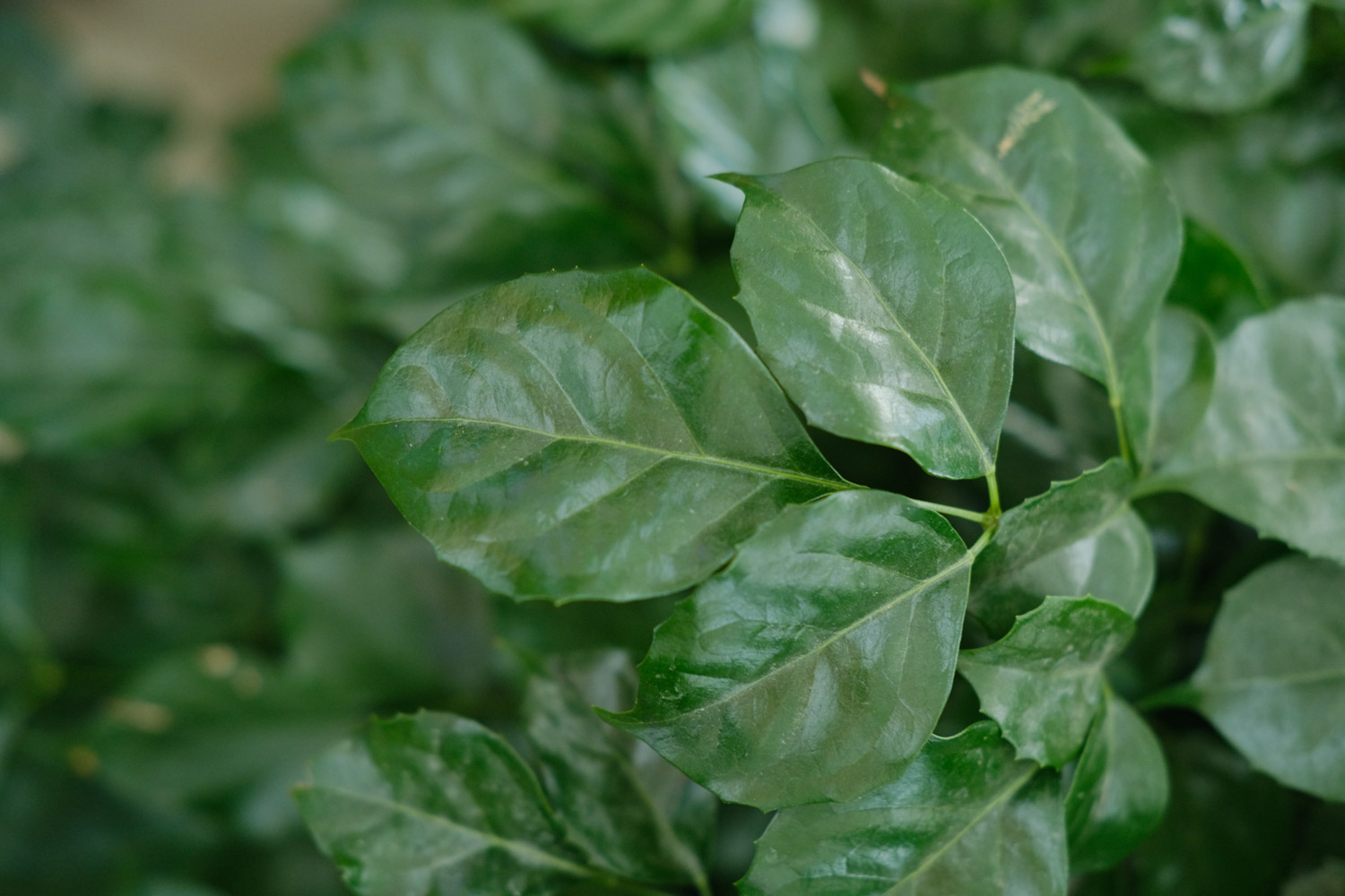 绿宝树常见病虫害及预防和治疗办法