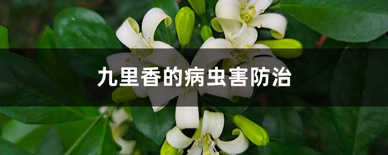 九里香的病虫害预防和治疗