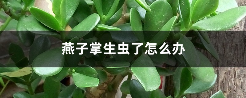 燕子掌生虫了如何办