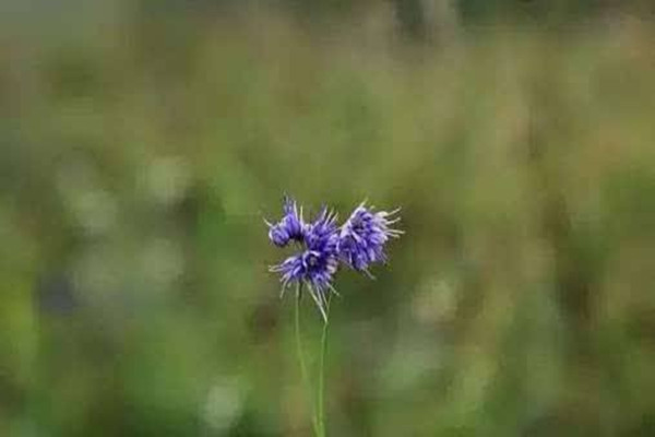 木香薷的病虫害预防和治疗