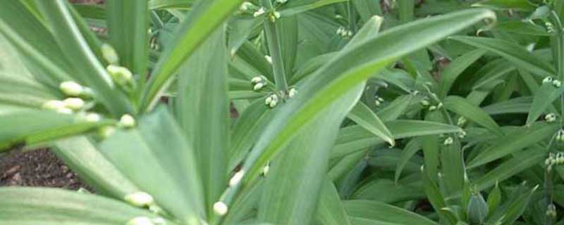 滇黄精的病虫害预防和治疗