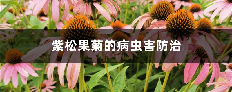 紫松果菊的病虫害预防和治疗