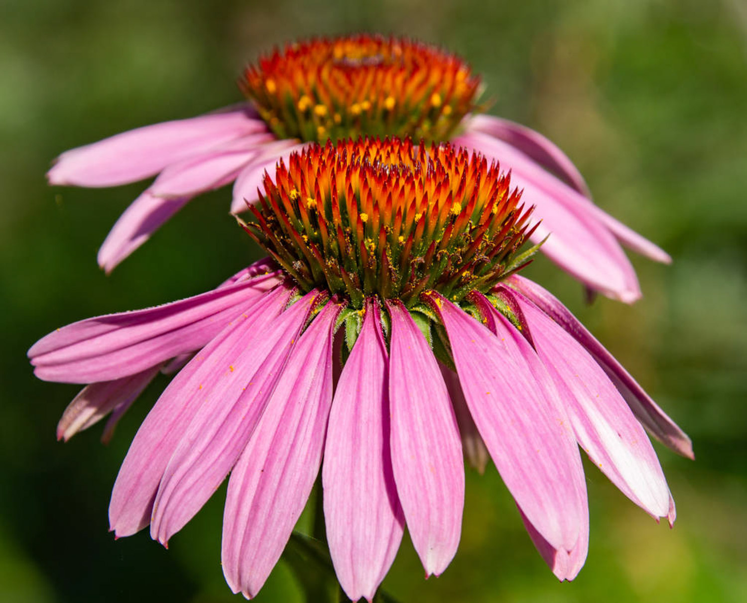 松果菊 紫松果菊的病虫害预防和治疗