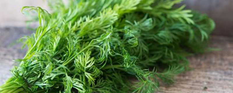 茴香的病虫害预防和治疗