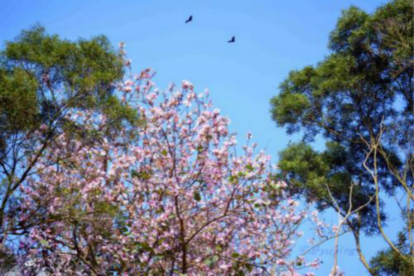 羊蹄甲的病虫害预防和治疗