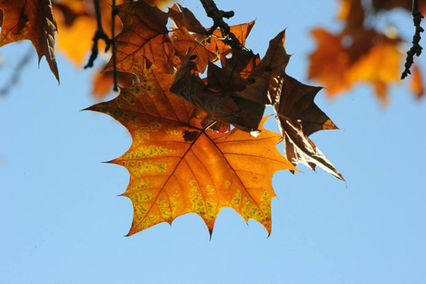 梧桐的虫害预防和治疗