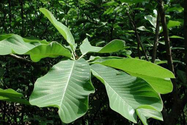 厚朴的病虫害预防和治疗