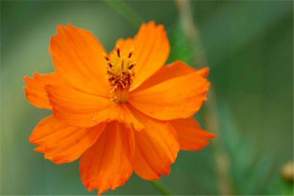 黄秋英的病虫害预防和治疗