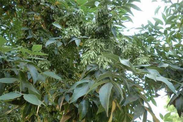 白蜡树的病虫害预防和治疗