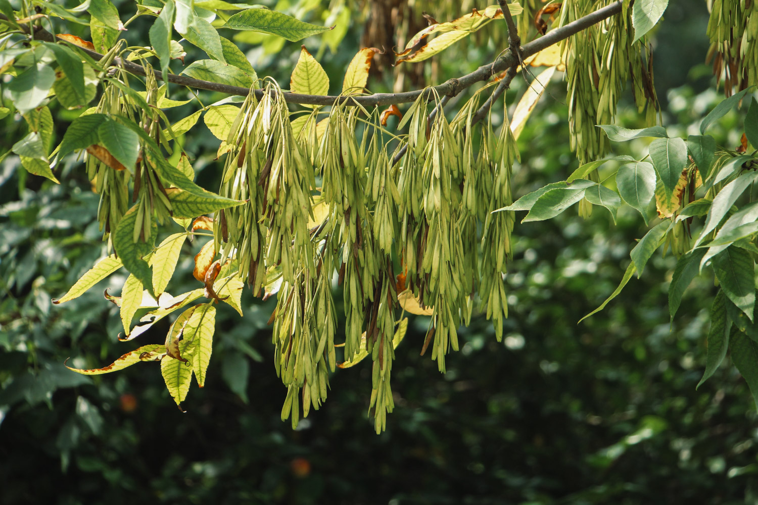 白蜡树的病虫害预防和治疗