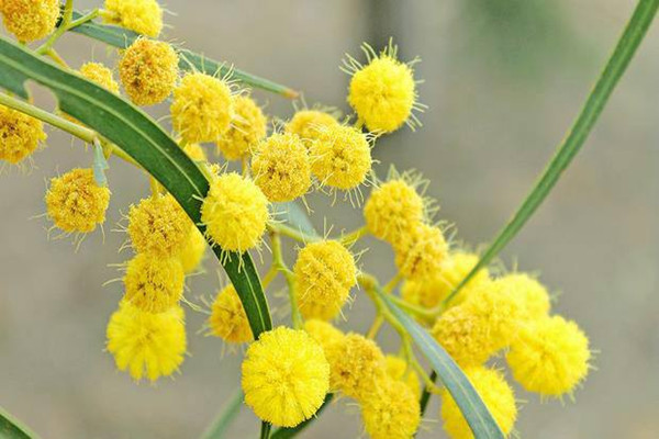 银荆的病虫害预防和治疗