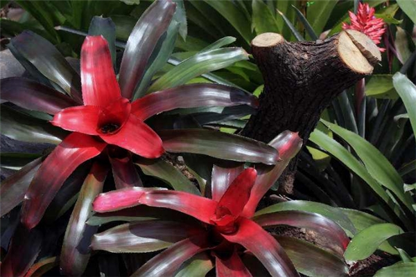 彩叶凤梨的病虫害预防和治疗