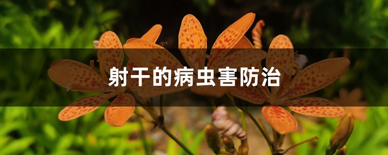 射干的病虫害预防和治疗