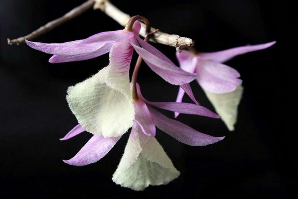 报春石斛的病虫害预防和治疗