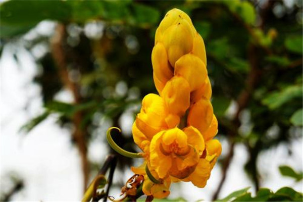 翅荚决明的病虫害预防和治疗