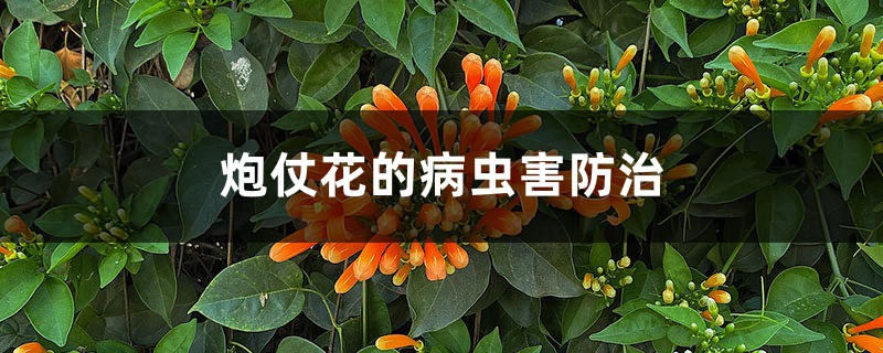 炮仗花的病虫害预防和治疗
