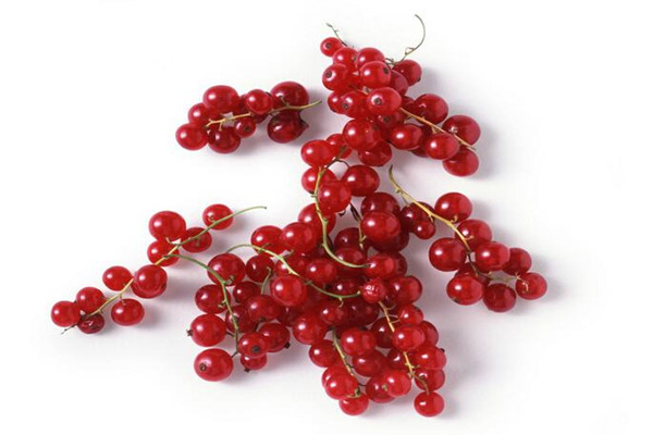 醋栗的病虫害预防和治疗