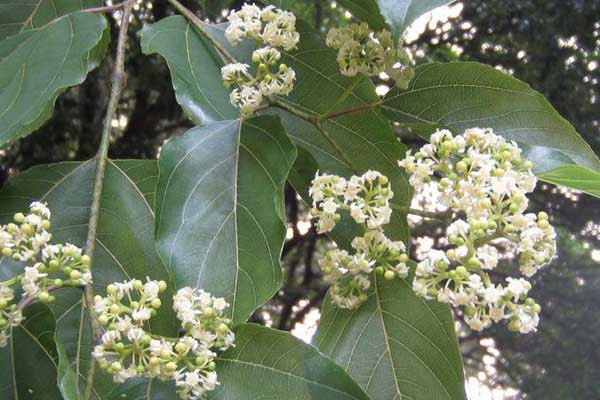 枳椇的病虫预防和治疗