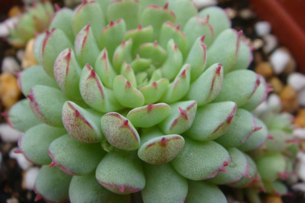 小红衣的病虫害预防和治疗