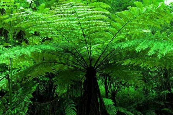 桫椤的病虫预防和治疗