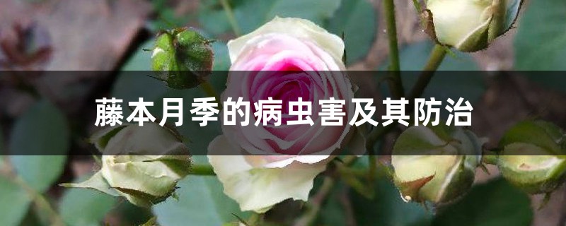 藤本月季的病虫害及其预防和治疗