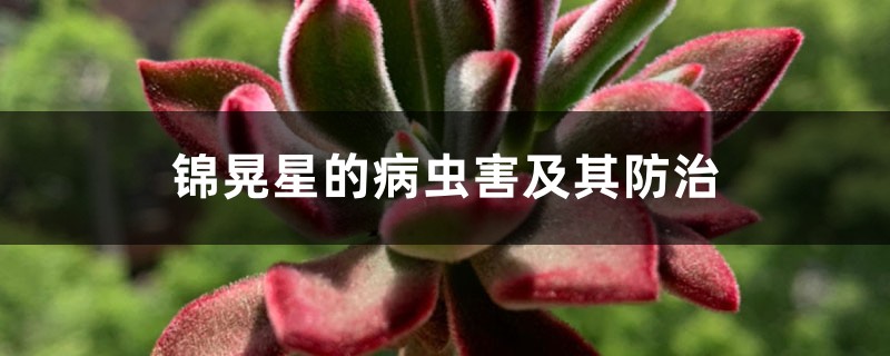 锦晃星的病虫害及其预防和治疗