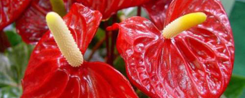 火鹤花的病虫害预防和治疗