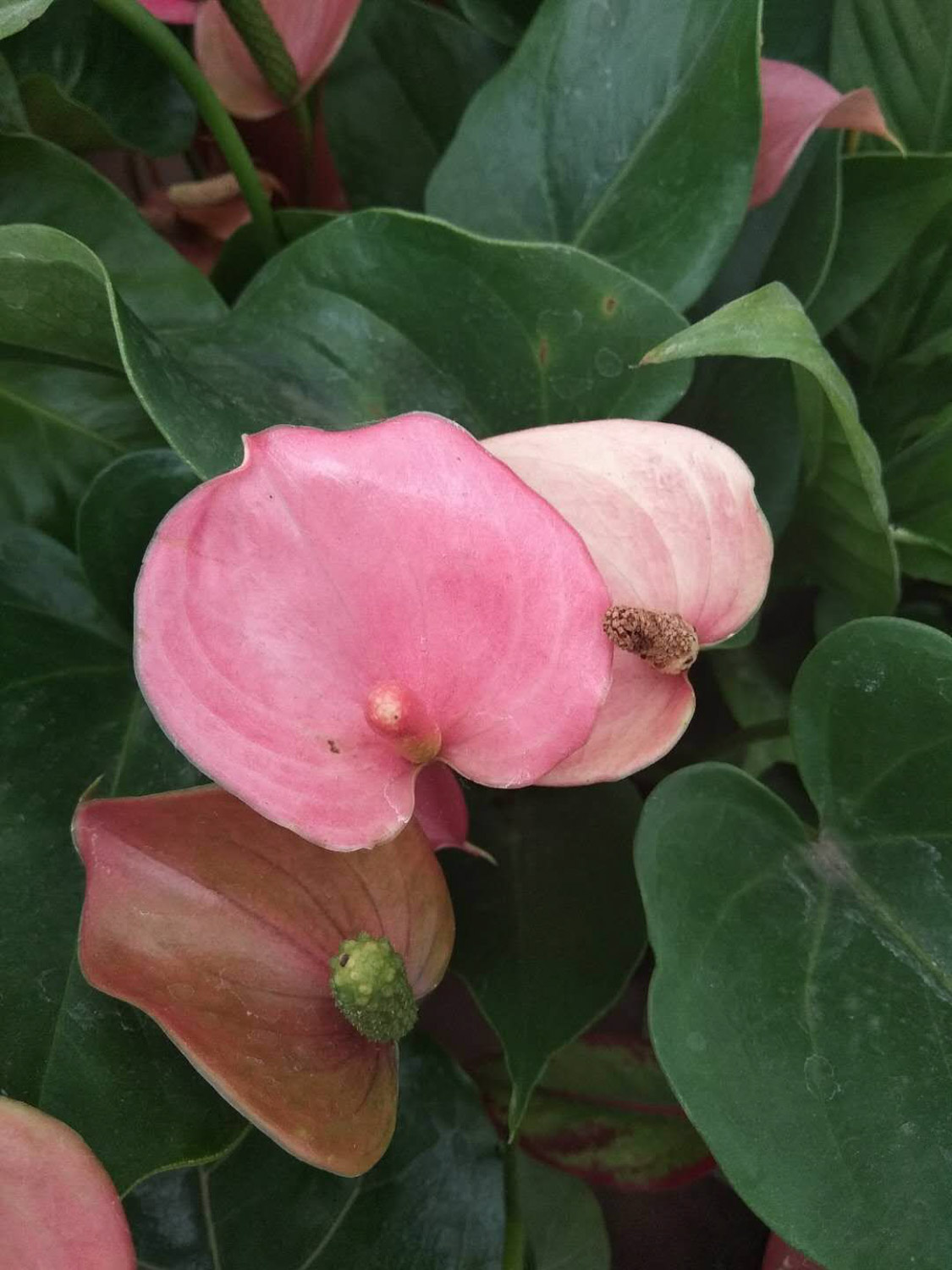 火鹤花的病虫害预防和治疗