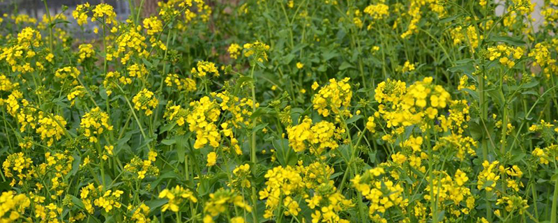 油菜的病害预防和治疗办法