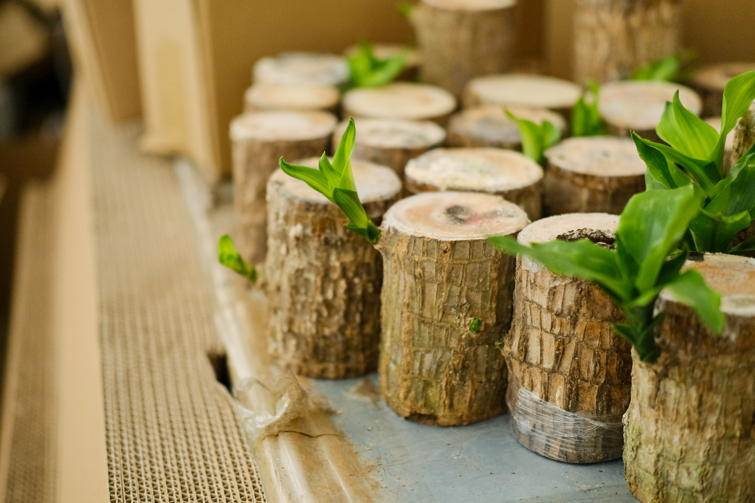 巴西木的病虫害预防和治疗办法