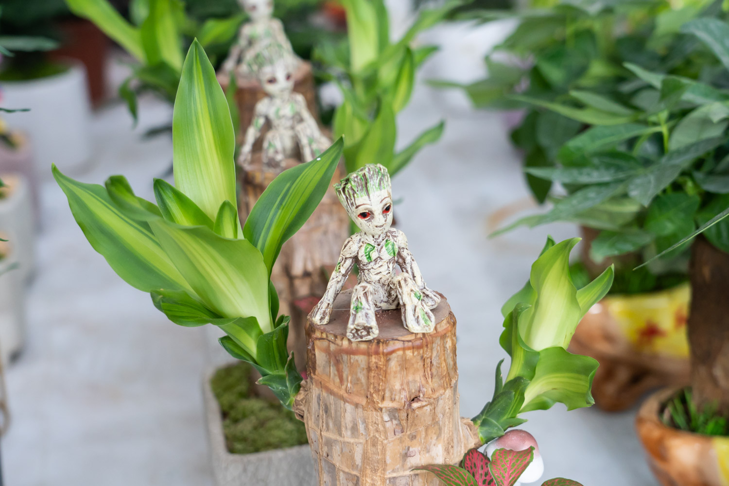 巴西木的病虫害预防和治疗办法