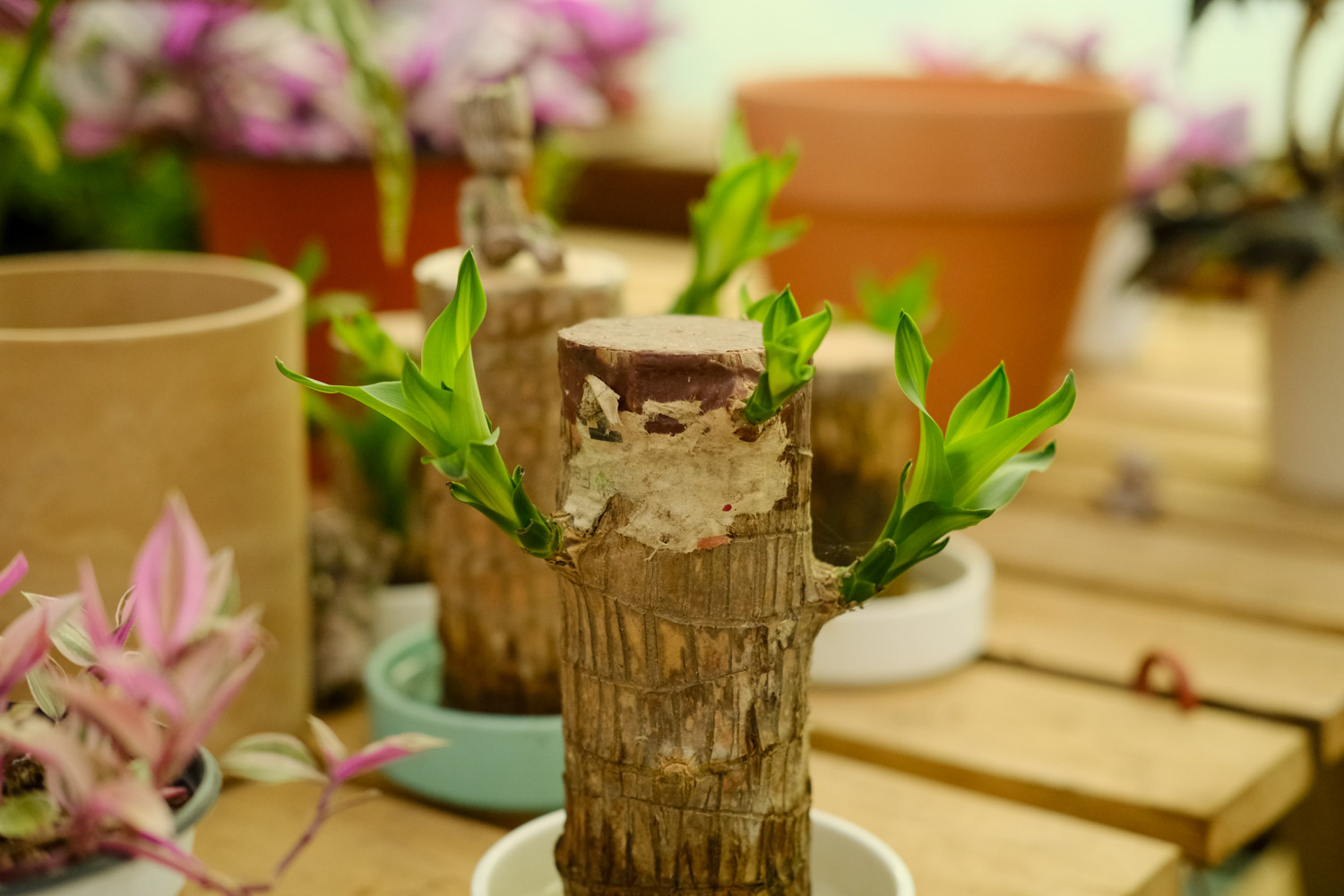 巴西木的病虫害预防和治疗办法