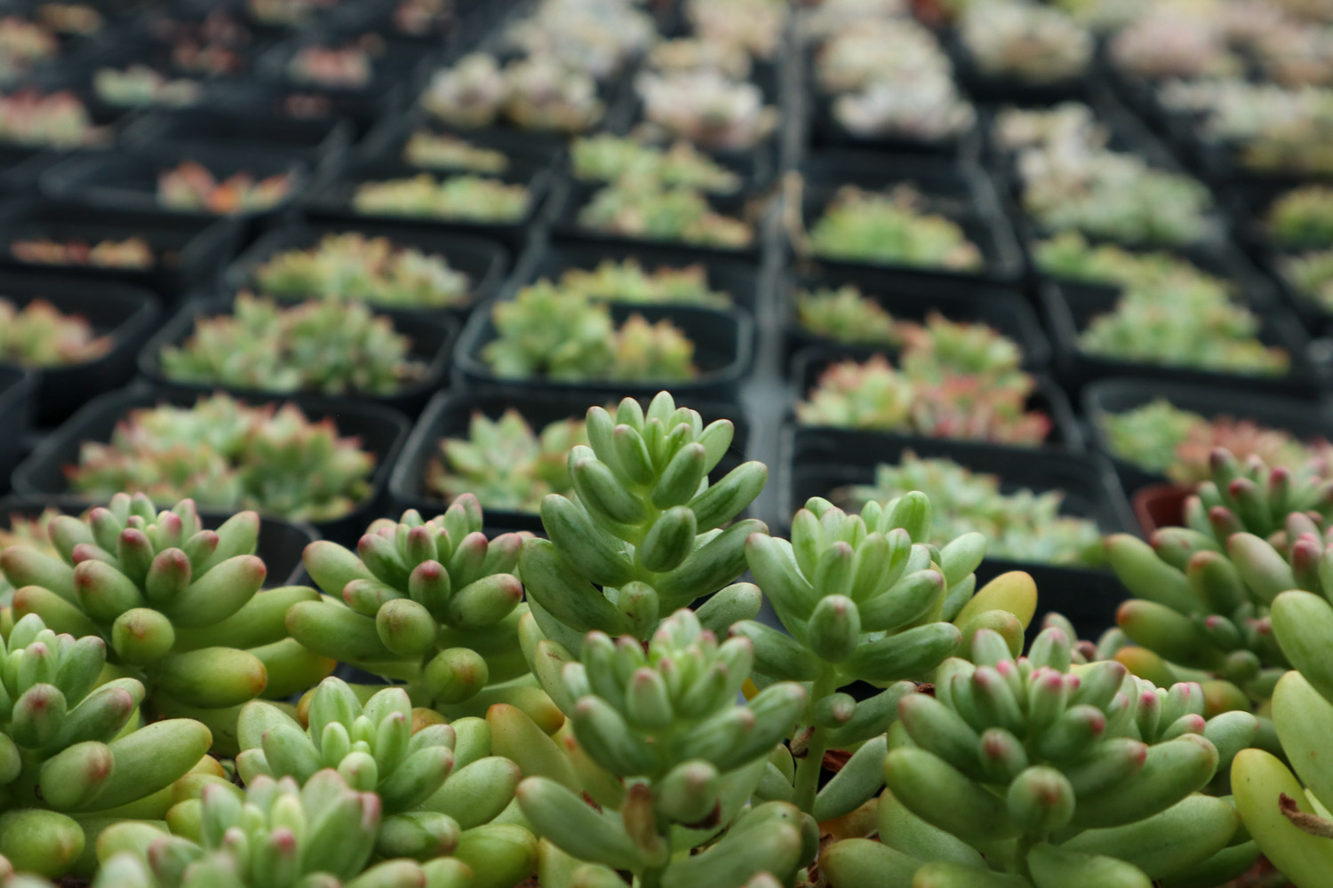 虹之玉长白虫子如何办？